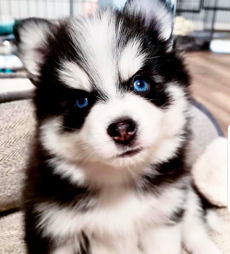 cachorro-de-perros-pomsky