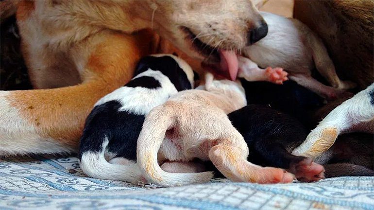 perra dando de mamar a sus cachorros