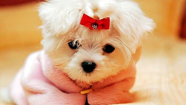 perrita