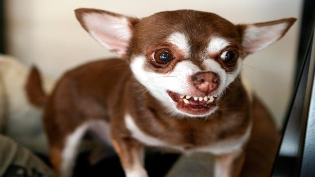 perro agresivo