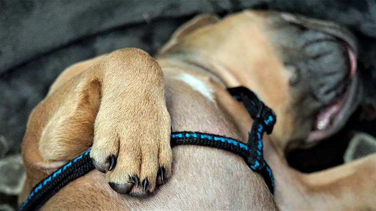perro en parada respiratoria