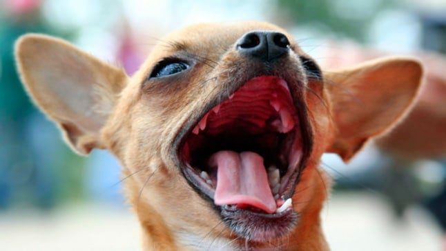 perro hablando