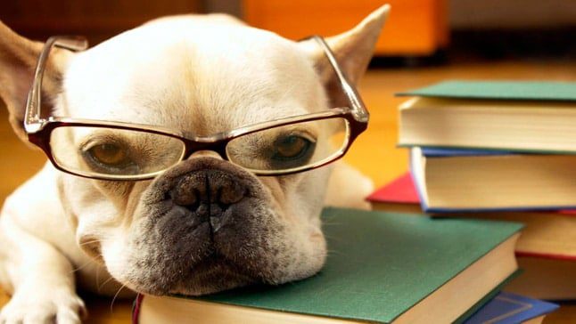 perro listo