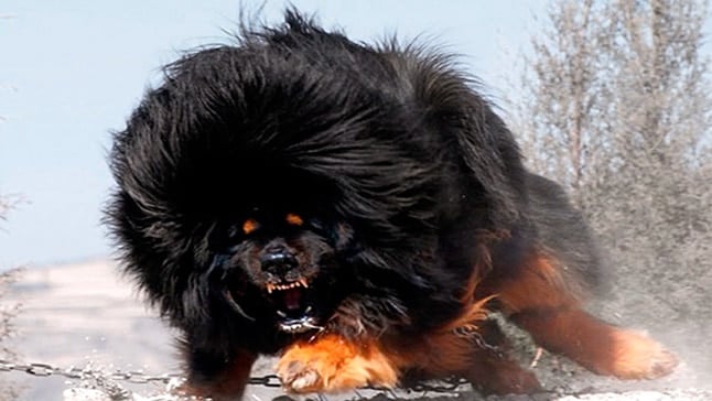perro peligroso