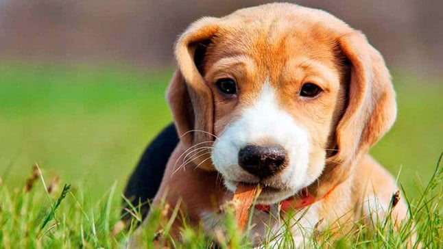 perro pensando