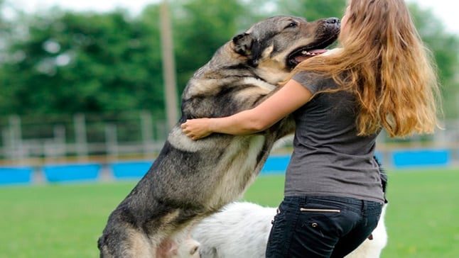 perro saltando sobr