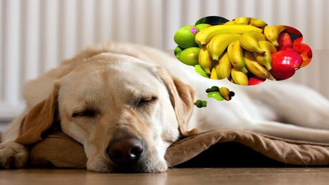 perro y vitaminas