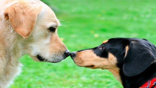 dos perros