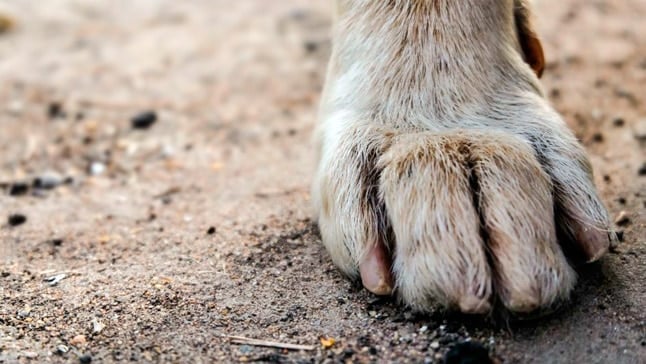 pata de perro