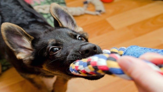 perro con juguete