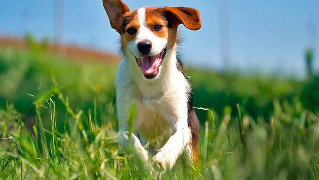 perro corre