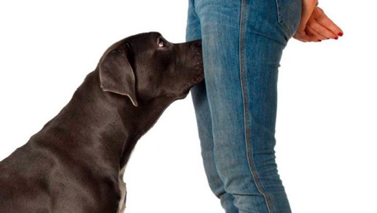 perro oliendo la entrepierna