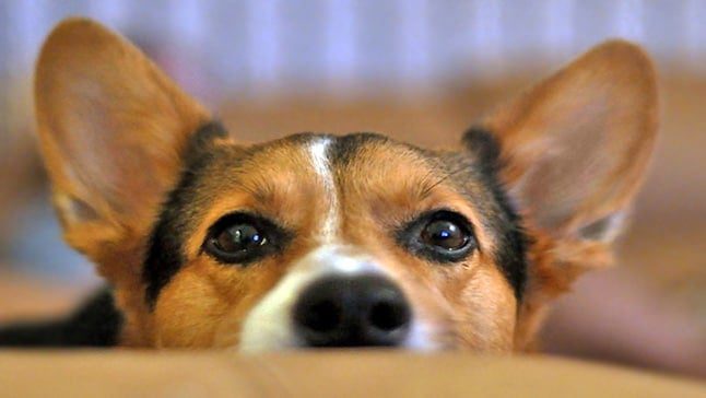perro orejas levantadas