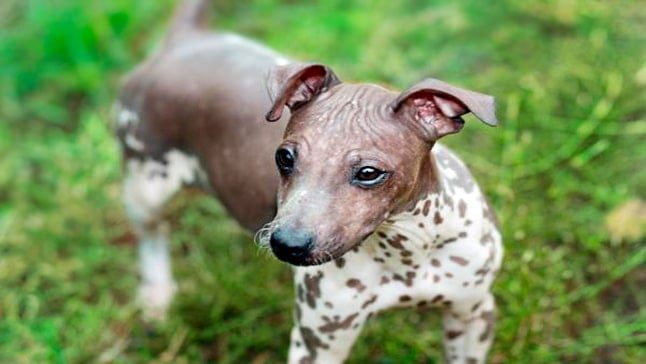 perro sin pelo