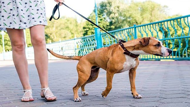 perro tira correa