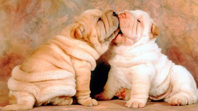 perros arrugados