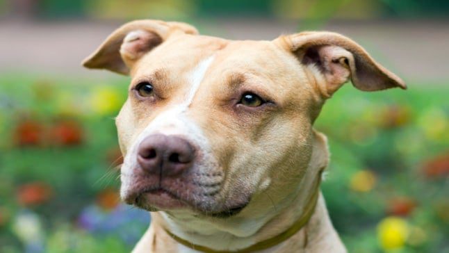 american pitbull