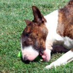 bull terrier ingles mordiendo una pelota