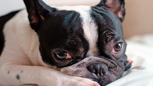 bulldogfrances