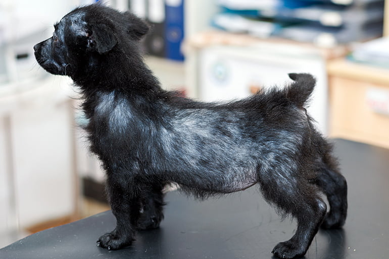cachorro-con-caída-de-pelo