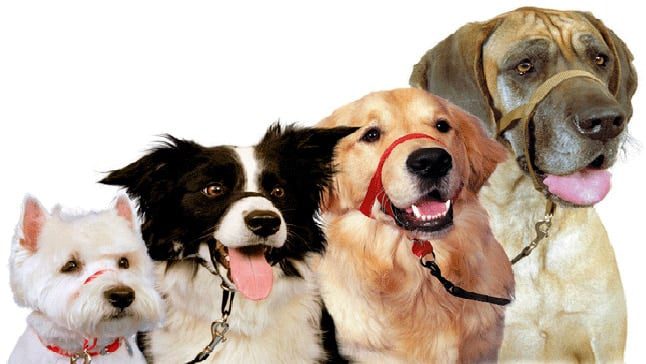 collar para perro