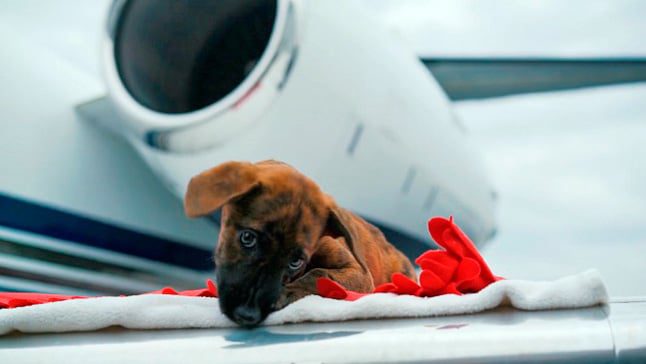 perro avion