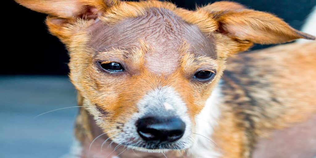 perro con calvas sin pelo