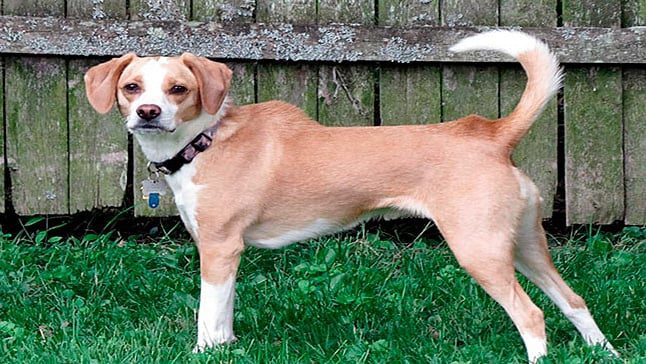 perro erizado