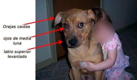 perro abrazado