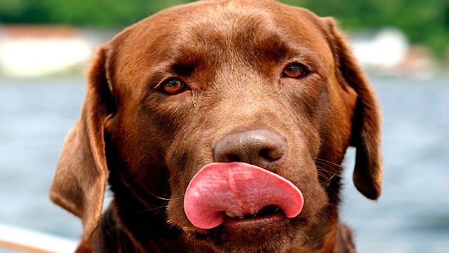 perro lame 1