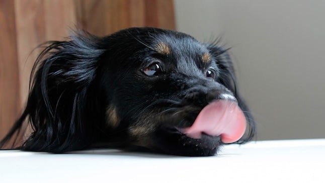 perro lame