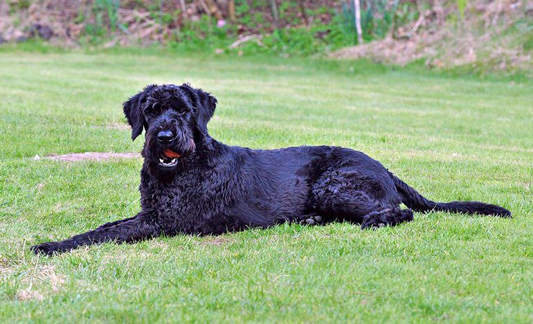 Riesenschnauzer tumbado sobre el cesped