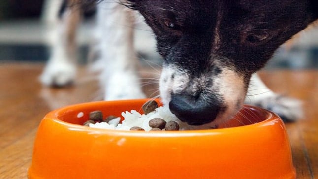 perro comiendo arroz