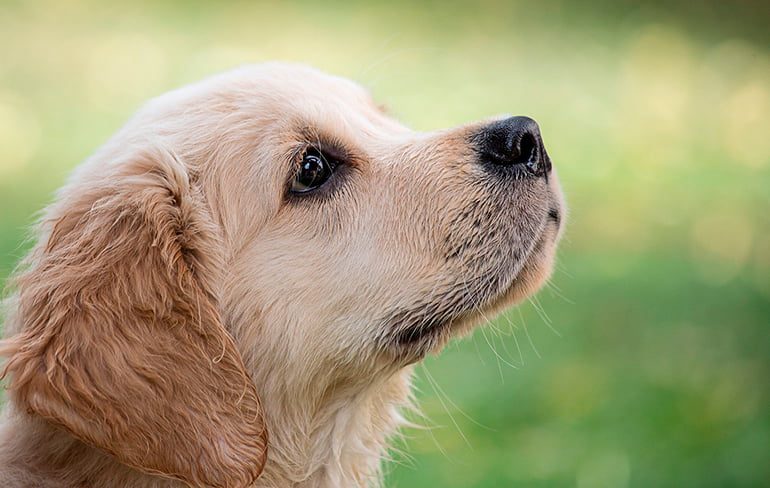 perro esterilizado