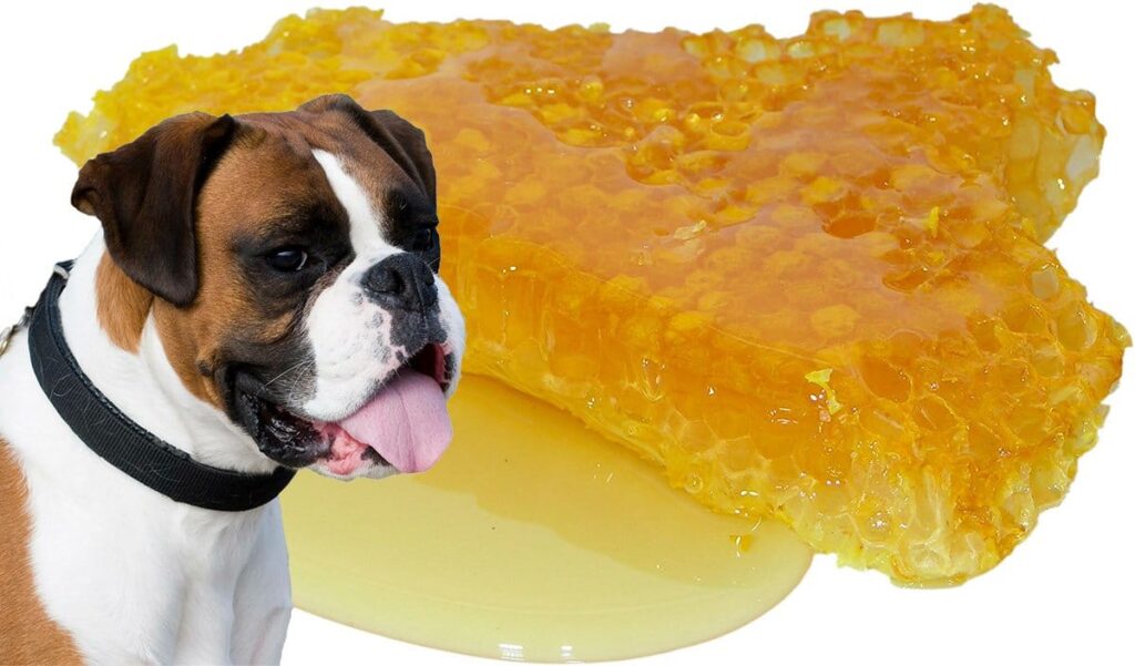 perro junto a panal con miel