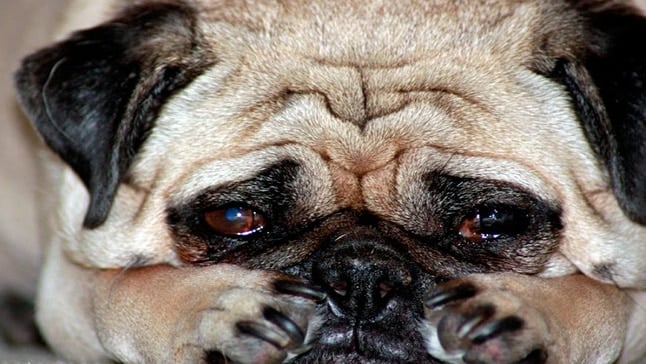 perro llorando