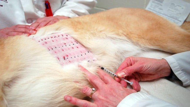 alergia en perro