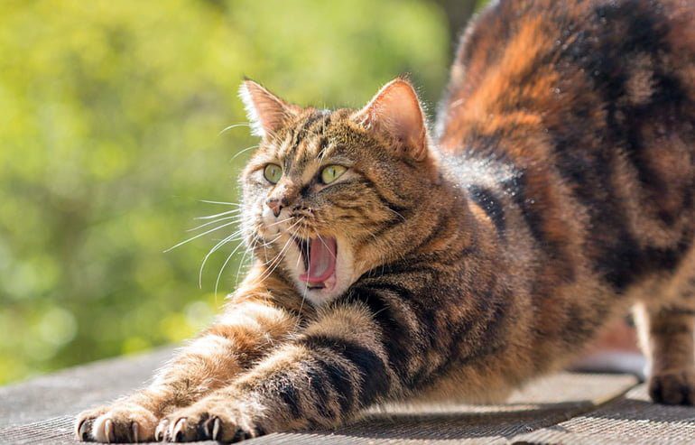 gato repelente