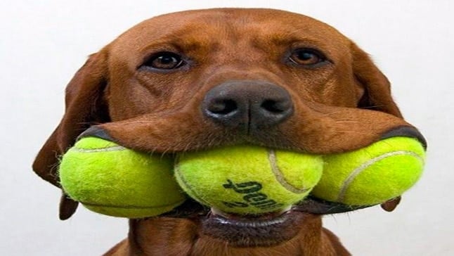 perro con pelota