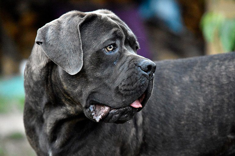 perro de raza cane corso