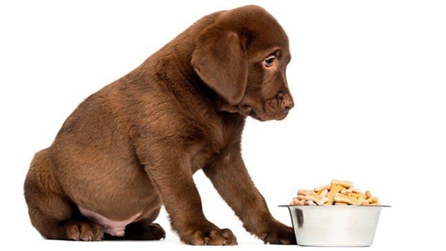 pienso para perro
