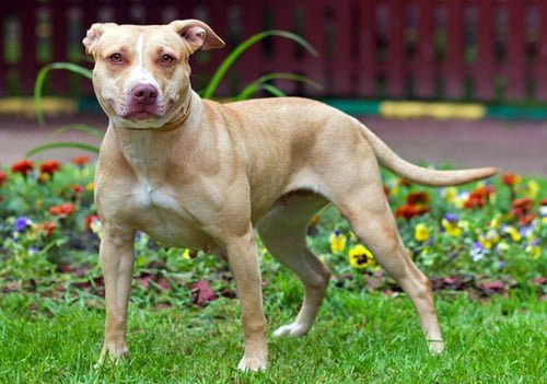 perro APBT