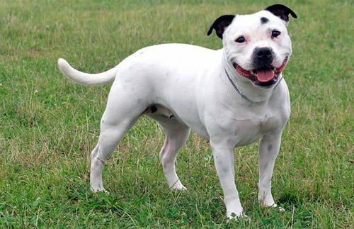 perro Staffordshire Bull Terrier