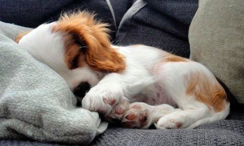 cachorro durmiendo