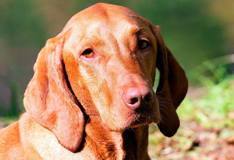 cara de Vizsla