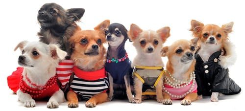 chihuahuas vestidos