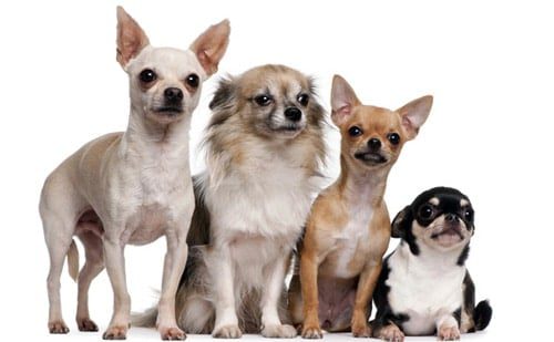 tipos de perro chihuahua