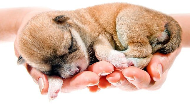 cuidar cachorro
