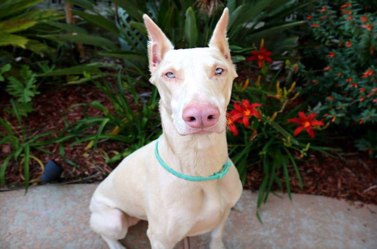 dóberman albino