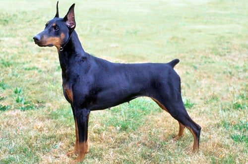 hembra de dóberman